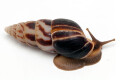 Limicolaria flammea Nigeria dark stripes adult